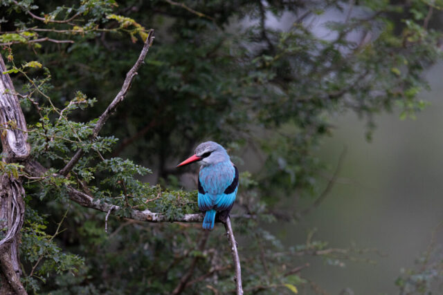 Woodland Kingfisher (Senegalliest), Kruger National Park, South Africa Woodland Kingfisher (Senegalliest), Kruger National Park, South Africa