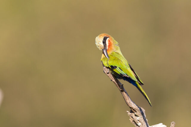 White-fronted Bee-eater (Weissstirnspint), Kruger National Park, South Africa White-fronted Bee-eater (Weissstirnspint), Kruger National Park, South Africa