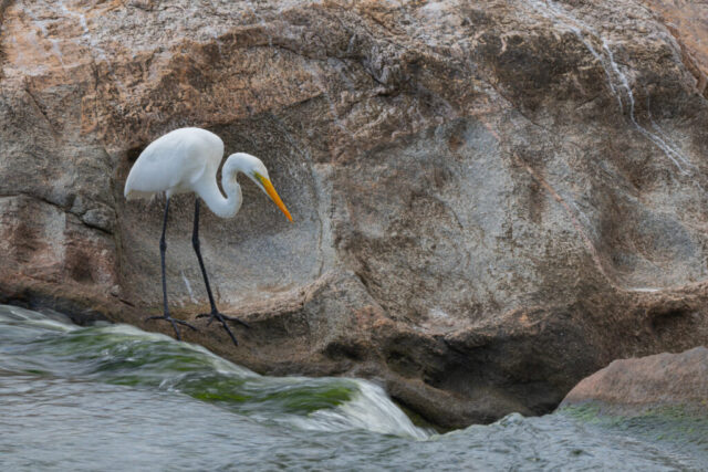 Western Great Egret (Silberreiher), Kruger National Park, South Africa Western Great Egret (Silberreiher), Kruger National Park, South Africa