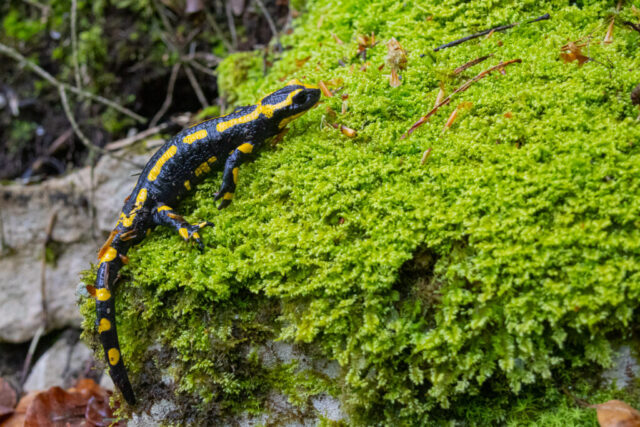 Fire salamander (Feuersalamander), Jura, Switzerland Fire salamander (Feuersalamander), Jura, Switzerland