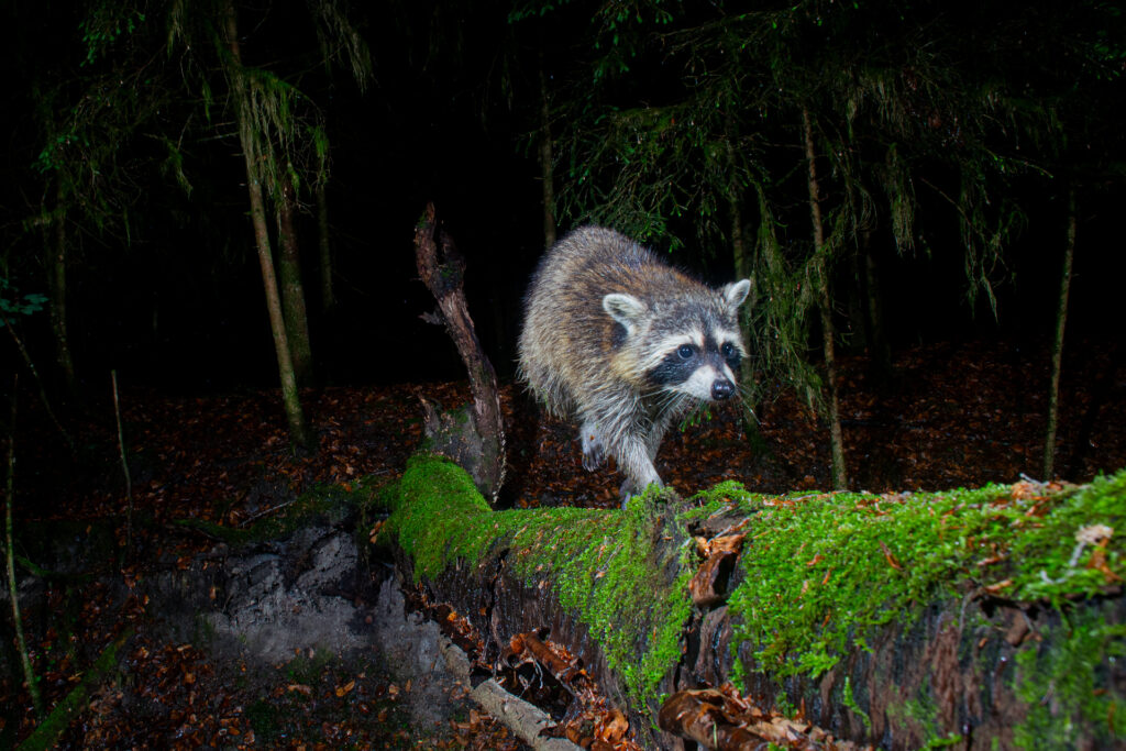 Common Raccoon (Waschbär), camera trap, Aargau, Switzerland