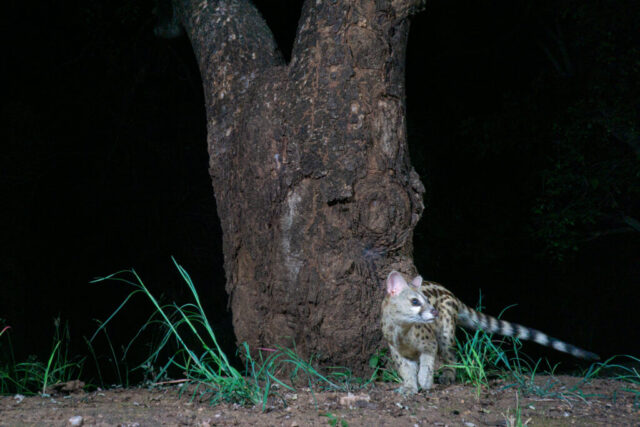 Large-spottet Genet (Südliche Grossfleck-Ginsterkatze), Camera Trap, Kruger National Park, South Africa Large-spottet Genet (Südliche Grossfleck-Ginsterkatze), Camera Trap, Kruger National Park, South Africa