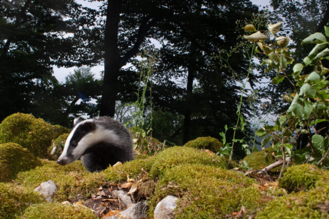 European Badger (Europäischer Dachs), camera trap, Jura, Switzerland European Badger (Europäischer Dachs), camera trap, Jura, Switzerland