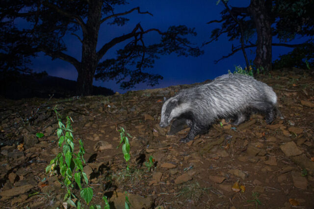 European Badger (Europäischer Dachs), camera trap, Jura, Switzerland European Badger (Europäischer Dachs), camera trap, Jura, Switzerland