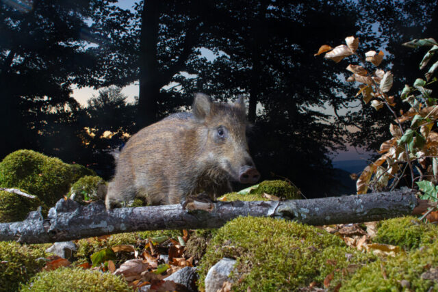 Wild Boar (Wildschwein), camera trap, Jura, Switzerland Wild Boar (Wildschwein), camera trap, Jura, Switzerland