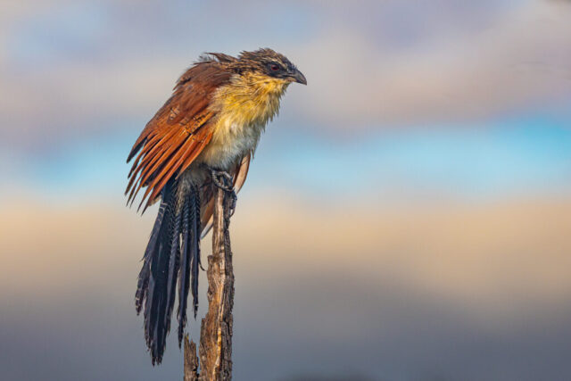 Burchell's Coucal (Burchellkuckuck)), Kruger National Park, South Africa
