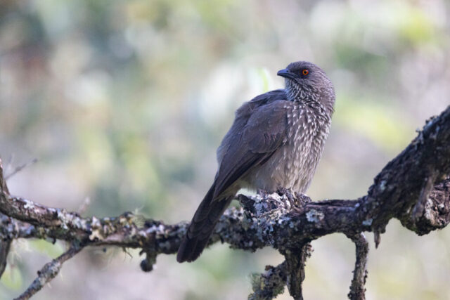 Arrow-marked babbler (Braundrossling), Kruger National Park, South Africa