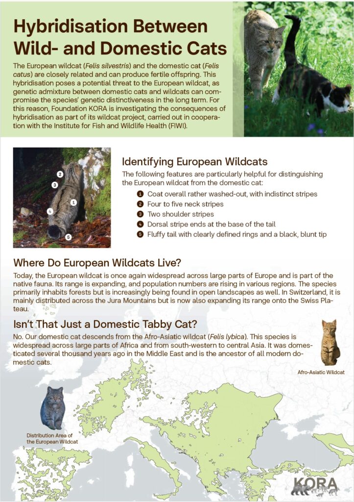Hybridisation between Wild- and Domestic Cats, (c) KORA 2026