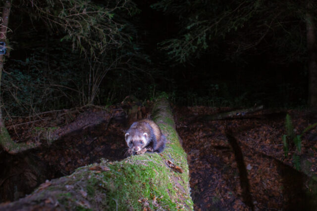 European Polecat (Iltis), camera trap, Aargau, Switzerland