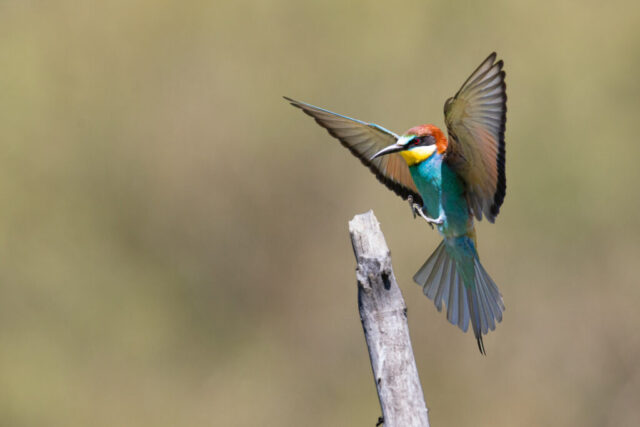 European bee-eater (Europäischer Bienenfresser), Wallis, Switzerland