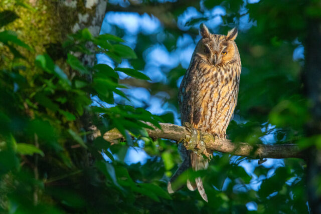 Long-eared owl (Waldohreule), Aargau, Switzerland