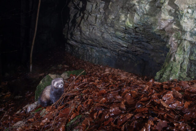European Polecat (Iltis), camera trap, Jura, Switzerland
