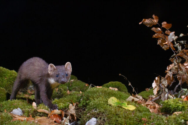 Pine Marten (Baummarder), camera trap, Jura, Switzerland