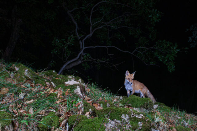 Red fox (Rotfuchs), camera trap, Jura, Switzerland