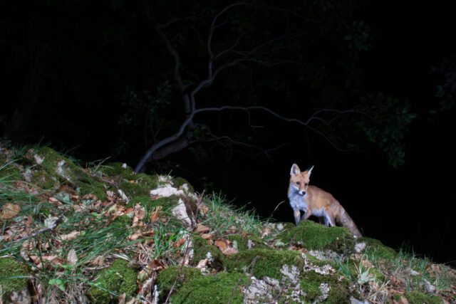 Redfox (Rotfuchs), camera trap, Jura, Switzerland