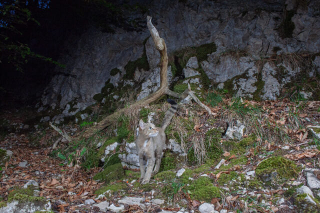 Phenotypic European Wildcat (Phänotypische Europäische Wildkatze), camera trap, Jura, Switzerland