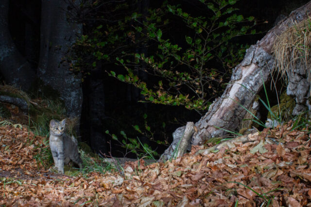 Phenotypic European Wildcat (Phänotypische Europäische Wildkatze), camera trap, Jura, Switzerland