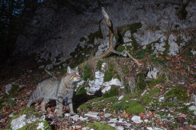 Phenotypic European Wildcat (Phänotypische Europäische Wildkatze), camera trap, Jura, Switzerland