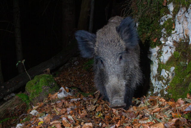 European wild boar (Wildschwein), camera trap, Jura, Switzerland
