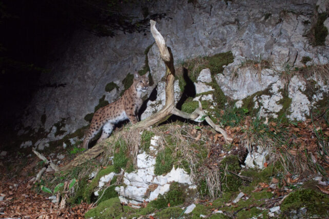 European Lynx (Europäischer Luchs), camera trap, Jura, Switzerland