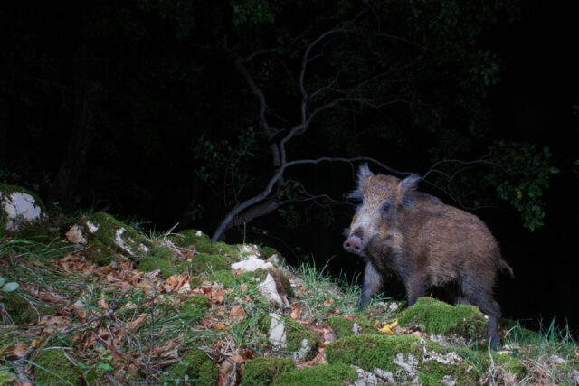 European wild boar (Wildschwein), camera trap, Jura, Switzerland