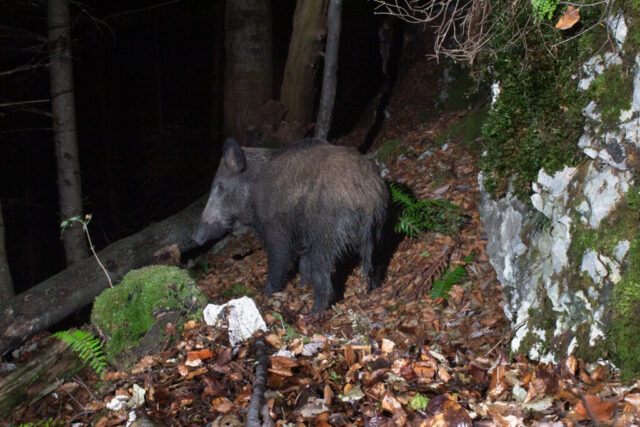 European wild boar (Wildschwein), camera trap, Jura, Switzerland